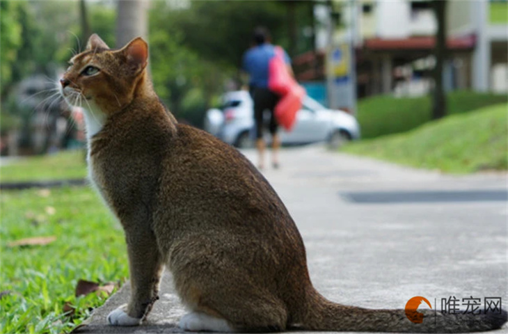 2024年新加坡猫最新价格多少钱