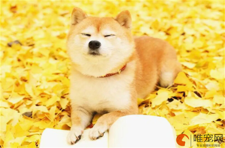 哈尔滨可以养柴犬吗 哈尔滨可以养柴犬吗