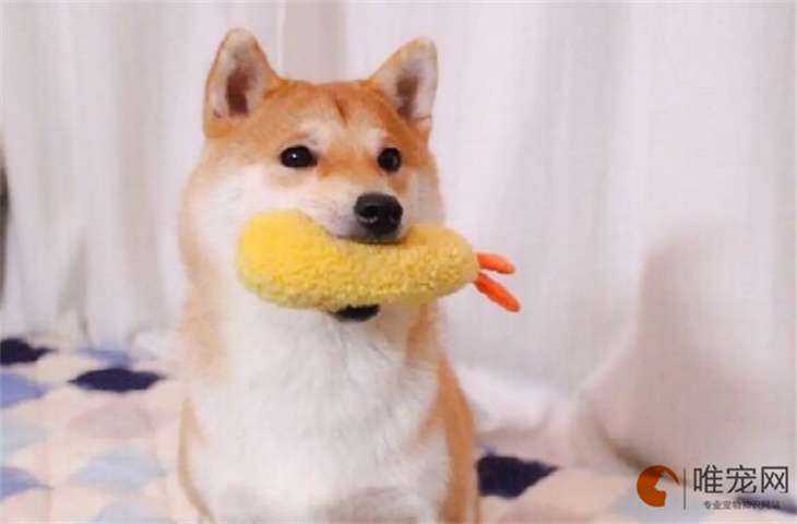 上海可以养柴犬吗 上海可以养柴犬吗