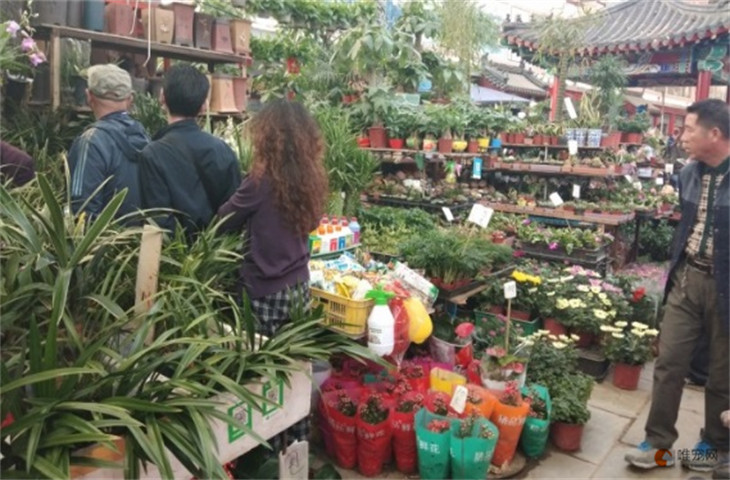 秦皇岛市最大的花鸟鱼虫市场在哪里 秦皇岛市最大的花鸟鱼虫市场在哪里