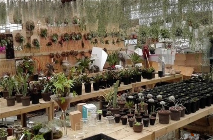 抚顺市最大的花鸟鱼虫市场在哪里