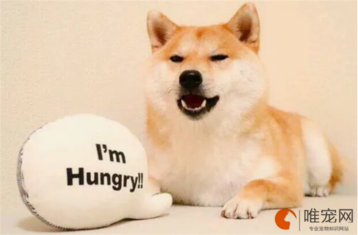 西安可以养柴犬吗