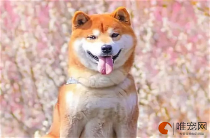 咸阳可以养柴犬吗