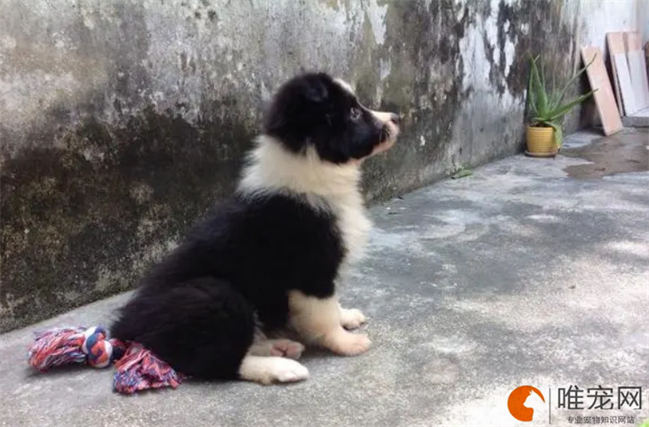 长春可以养边牧吗