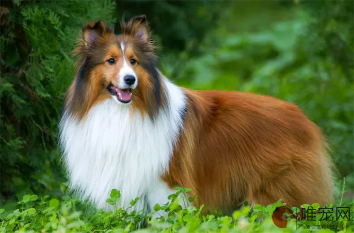 2024年喜乐蒂牧羊犬最新价格多少钱