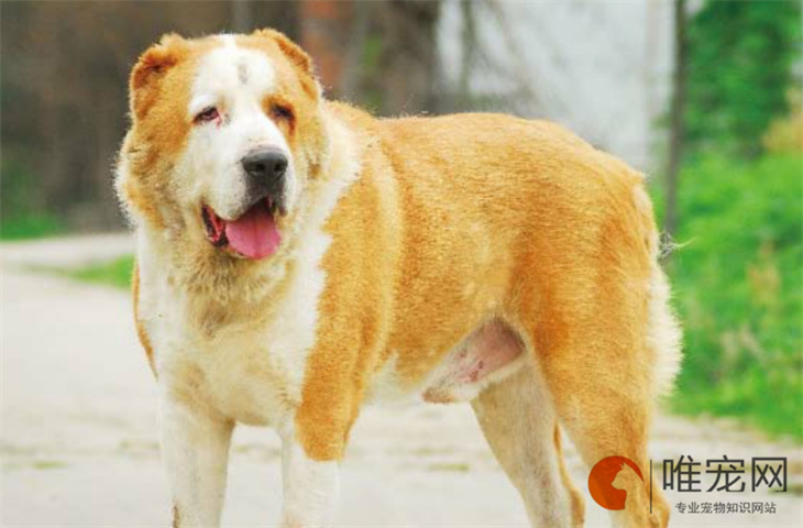 2024年中亚牧羊犬最新价格多少钱 2024年中亚牧羊犬最新价格多少钱