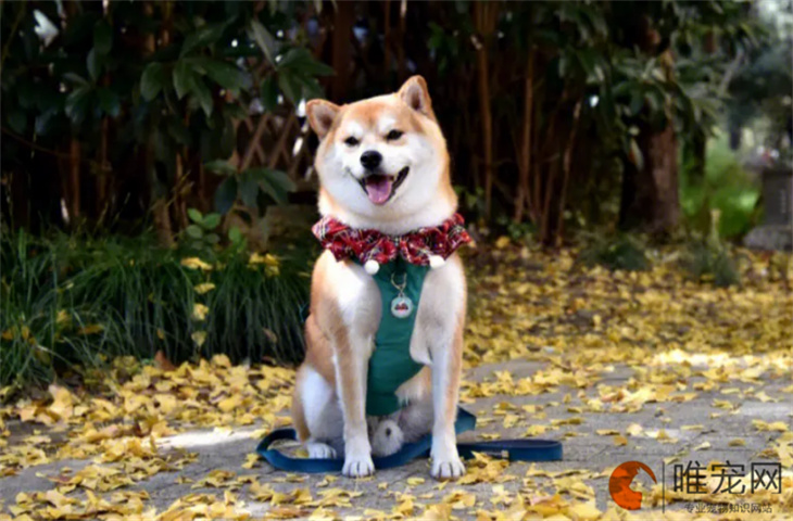 扬州可以养柴犬吗 扬州可以养柴犬吗