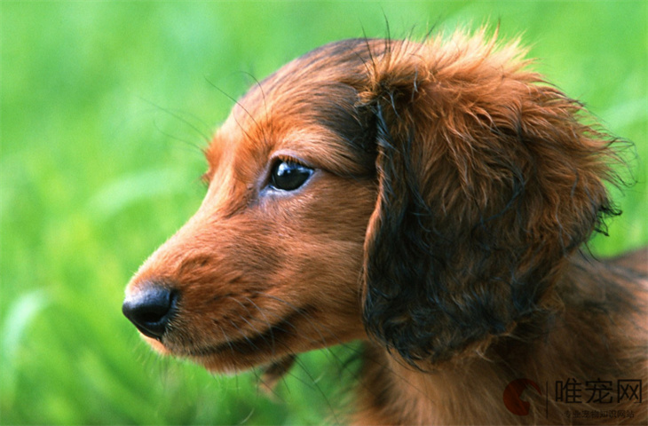 成都可以养腊肠犬吗