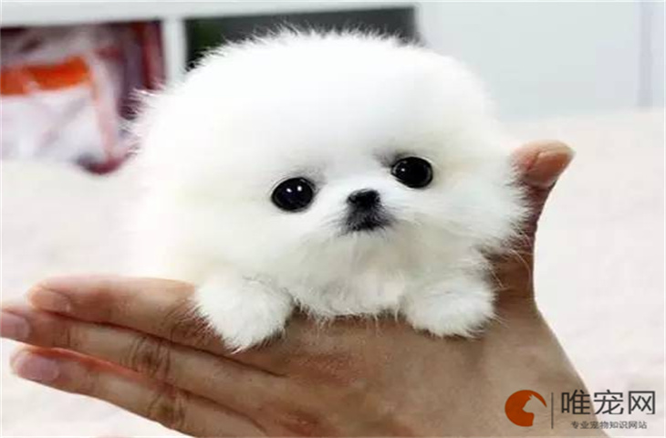 2024年茶杯犬幼崽的最新价格多少钱
