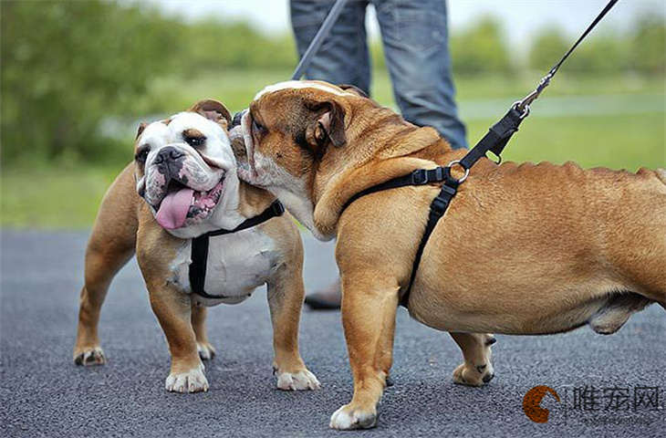 徐州可以养英国斗牛犬吗 徐州可以养英国斗牛犬吗