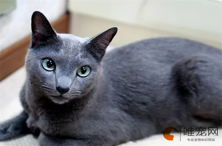 2024年俄罗斯蓝猫幼崽最新价格多少钱