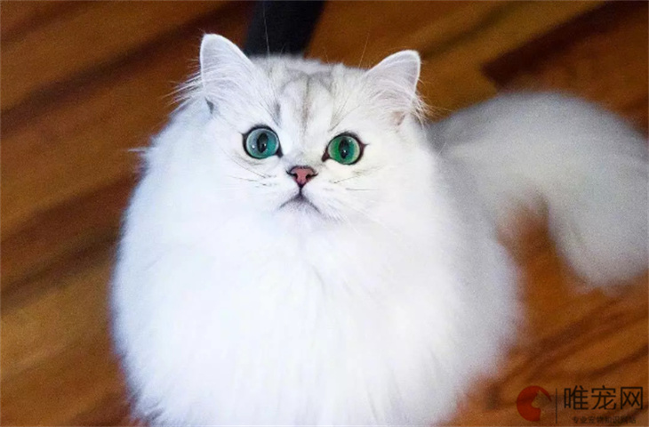 2024年金吉拉幼崽最新价格多少钱