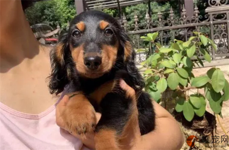 绍兴可以养腊肠犬吗
