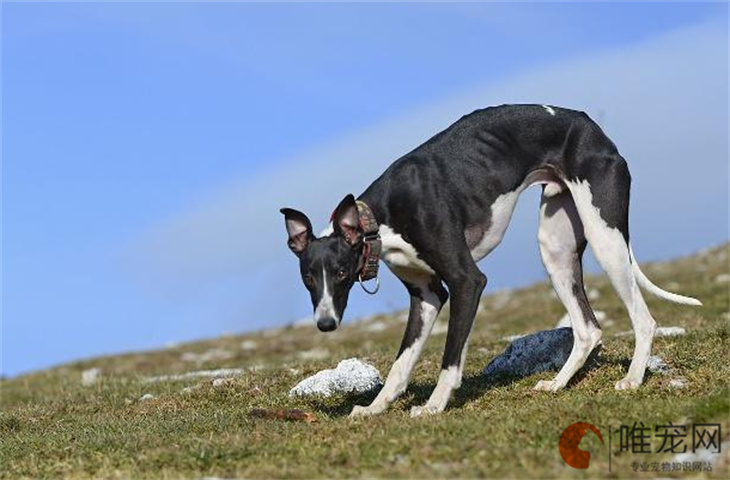 北京可以养惠比特犬吗