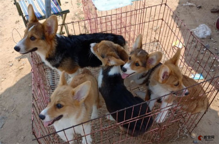 唐山市最大的宠物市场在哪里 有哪些品种