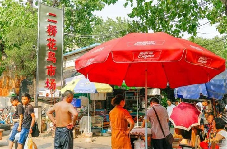 武汉市最大的宠物市场在哪里
