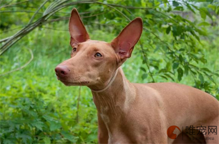 几个月的法老王猎犬好养