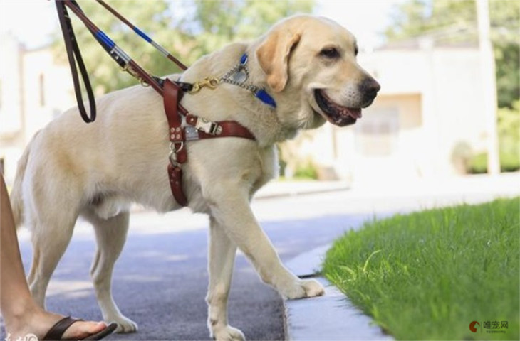 拉布拉多和伯恩山犬哪个贵