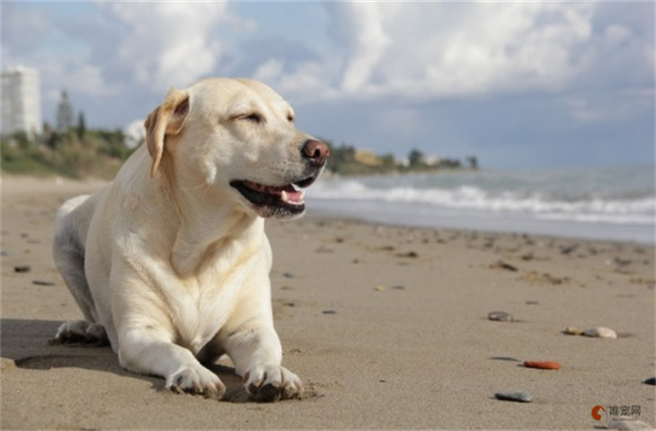 拉布拉多和马犬哪个贵 打架谁厉害