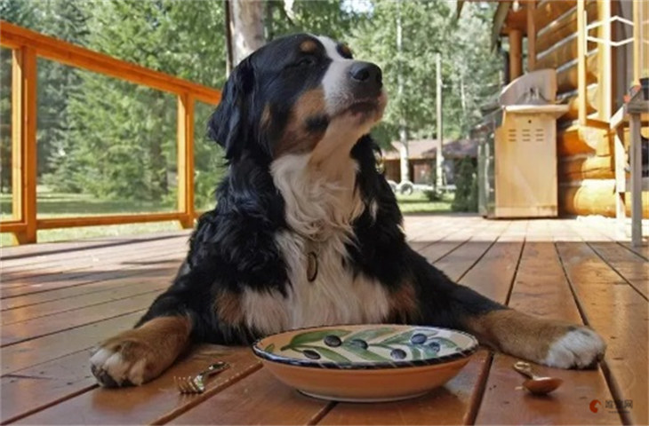 伯恩山犬的智商等于人类的几岁