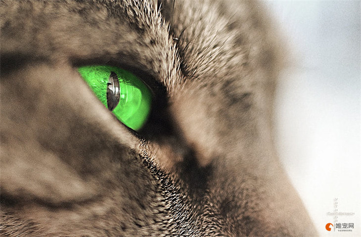 猫的眼神为什么很凶呢 突然变得吓人是怎么回事