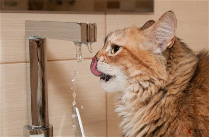 母猫在生产前会大量喝水吗 产前征兆有哪些