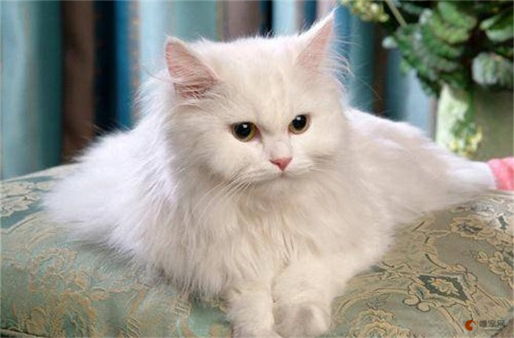 波斯猫幼崽如何分辨公母 波斯猫幼崽如何分辨公母