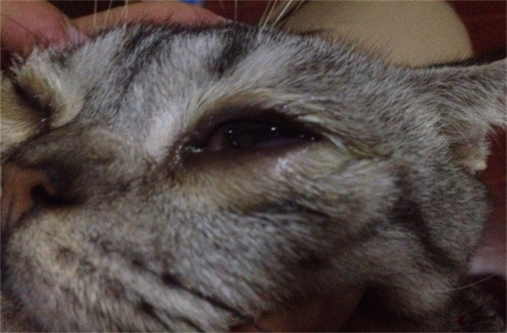 猫咪眼睛有脓性分泌物是咋回事 会自愈吗 猫咪眼睛有脓性分泌物是咋回事 会自愈吗