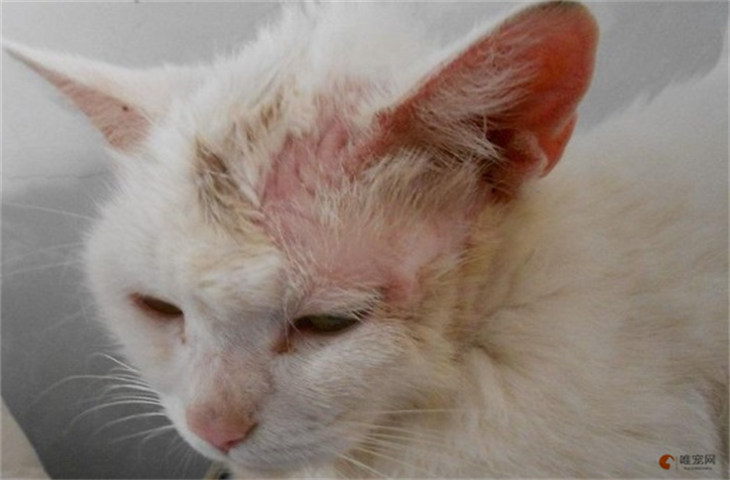 猫舔了治猫癣的药有没有伤害 怎么处理 猫舔了治猫癣的药有没有伤害 怎么处理