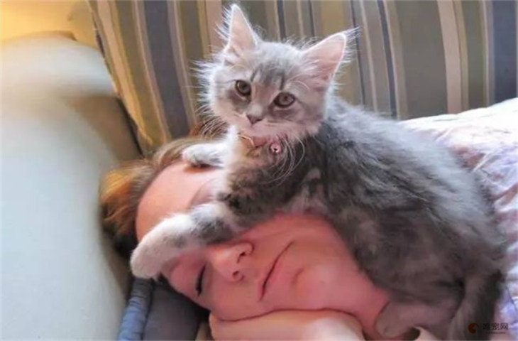 猫为啥喜欢和人睡 爬你身上说明了什么 猫为啥喜欢和人睡 爬你身上说明了什么