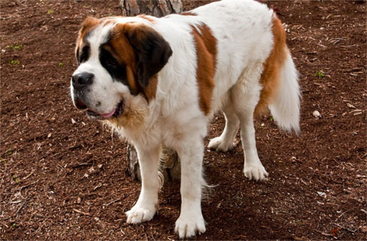 圣伯纳犬和捷克狼犬哪个贵