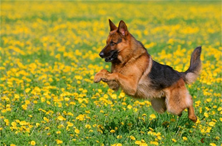 怎么看德国牧羊犬健不健康 如何判断生没生病