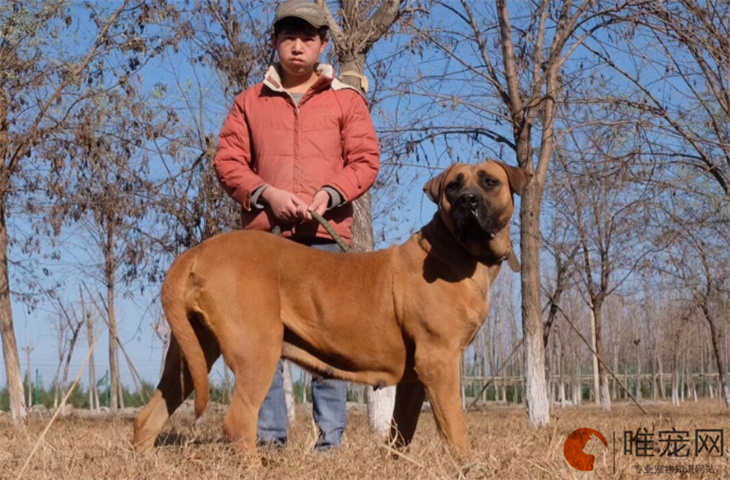 烟台可以养日本土佐犬吗 多少钱一只