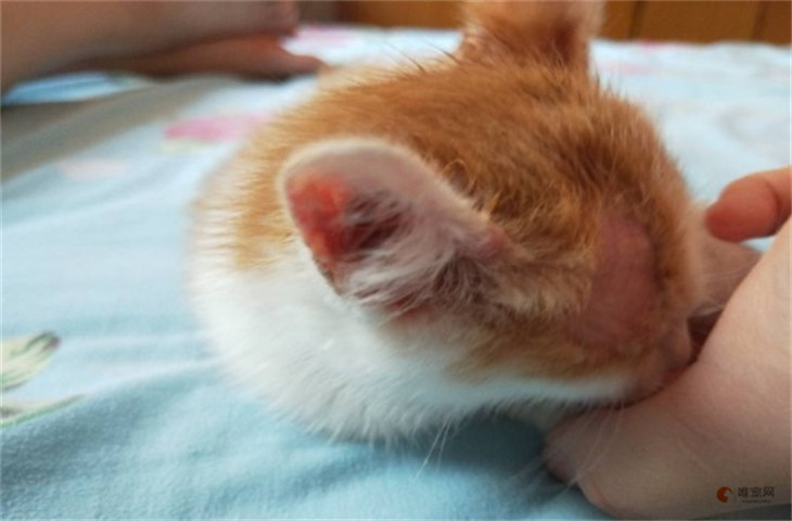猫眼睛到耳朵的毛少是什么原因 正常吗 猫眼睛到耳朵的毛少是什么原因 正常吗
