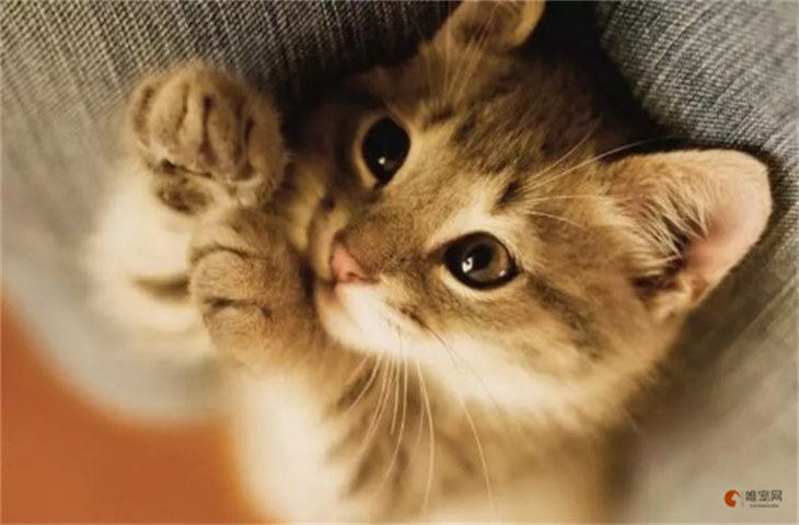 三个月的小猫叫声沙哑怎么办 是什么原因 三个月的小猫叫声沙哑怎么办 是什么原因