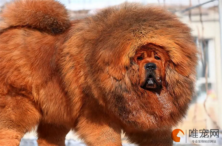 藏獒粘人吗 多少钱一只 藏獒粘人吗 多少钱一只