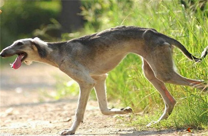 伯恩山犬和灵缇犬哪个贵