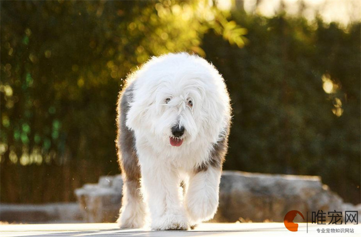 济南可以养古代牧羊犬吗