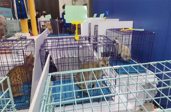 昆明哪里能买到猫 昆明哪里能买到猫