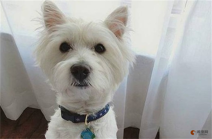 西高地白梗好还是北京犬好 哪个更好养 西高地白梗好还是北京犬好 哪个更好养