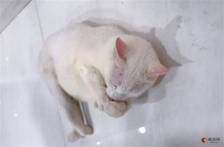 小猫吐白沫抽搐会不会死 是什么原因