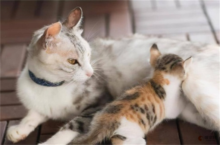 怎么防止母猫叼小猫搬家 挪窝什么时候结束