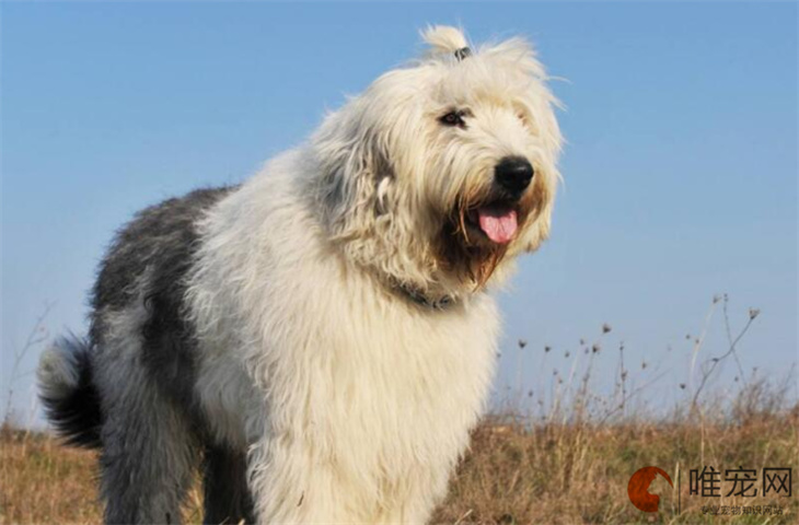 泉州可以养古代牧羊犬吗 泉州可以养古代牧羊犬吗