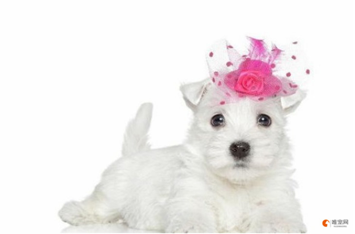 西高地白梗犬怎么美容造型 多少钱