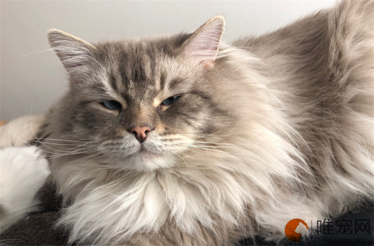 褴褛猫粘人吗 多少钱一只 褴褛猫粘人吗 多少钱一只