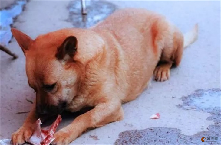 狗狗吃了鸡骨头怎么办 死亡概率大吗 狗狗吃了鸡骨头怎么办 死亡概率大吗