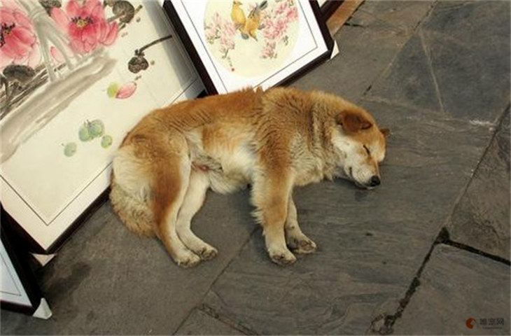 狗狗得神经炎几天会死 还能治好吗 狗狗得神经炎几天会死 还能治好吗
