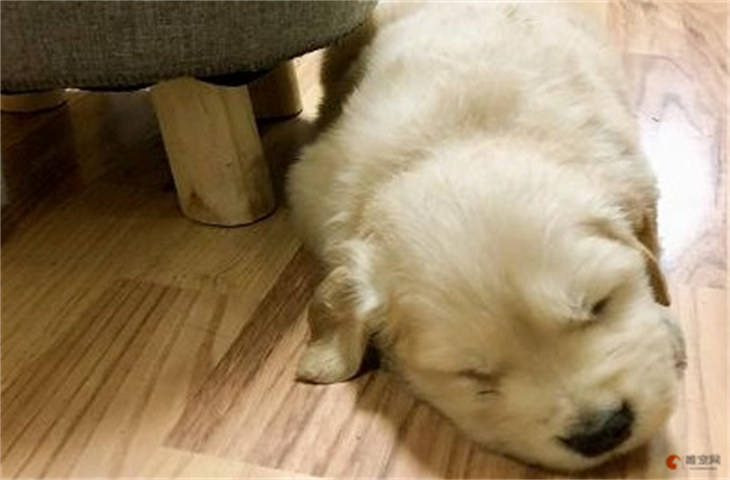 狗狗腹泻的原因是什么 怎么处理 狗狗腹泻的原因是什么 怎么处理