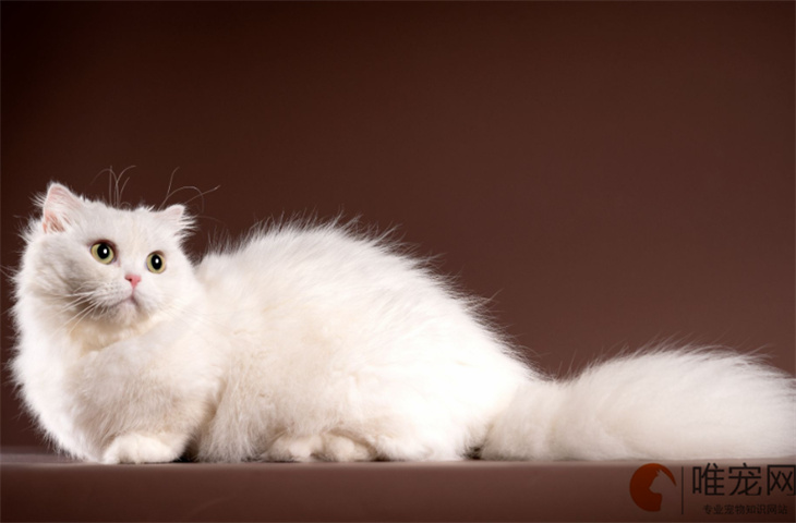 拿破仑猫粘人吗 多少钱一只 拿破仑猫粘人吗 多少钱一只