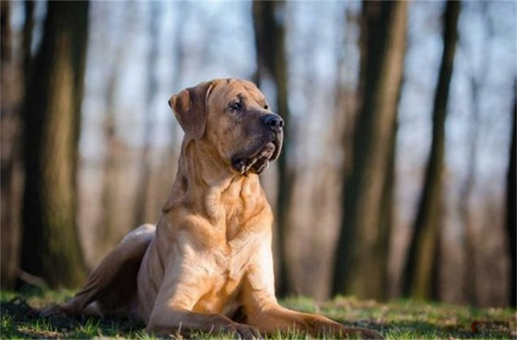 日本土佐犬的智商等于人类的几岁